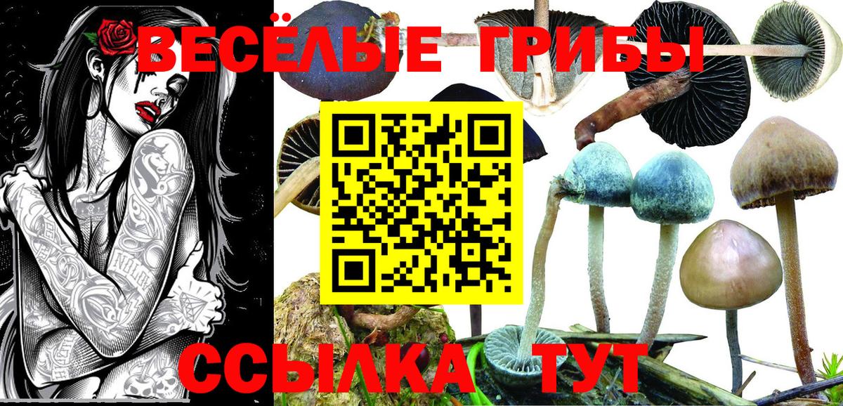 что такое   Псилоцибиновые грибы Psilocybine cubensis  Псилоцибиновые грибы Psilocybine cubensis  Вход с VPN  Алексеевка 